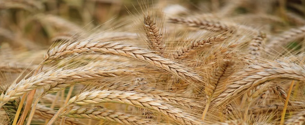 Campo de Trigo Farinha para fazer pão