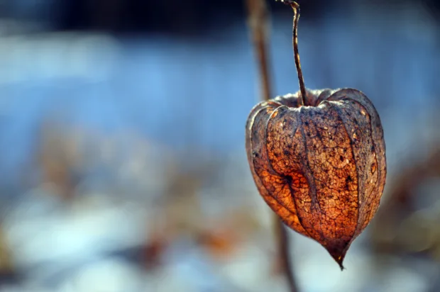 Physalis